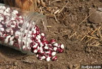 Growing Dry Shelling Beans: Planting, Care and Harvest