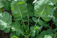 Row Covers Protect Broccoli, Cabbage and Cauliflower from Pests