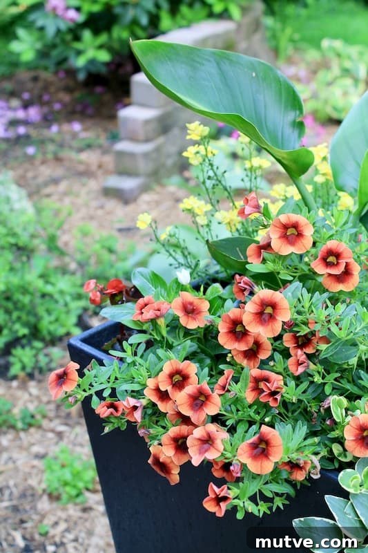 Front Porch Planter Ideas to Make Your Entryway Pop 5 calibrachoa
