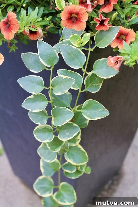 Front Porch Planter Ideas to Make Your Entryway Pop 6 vinca vine care