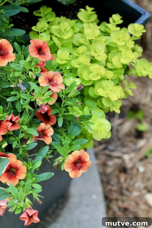 Front Porch Planter Ideas to Make Your Entryway Pop 7 creeping jenny