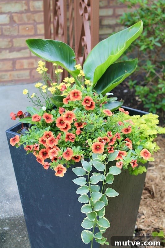 Front Porch Planter Ideas to Make Your Entryway Pop 8 thrilller filler spiller planter container