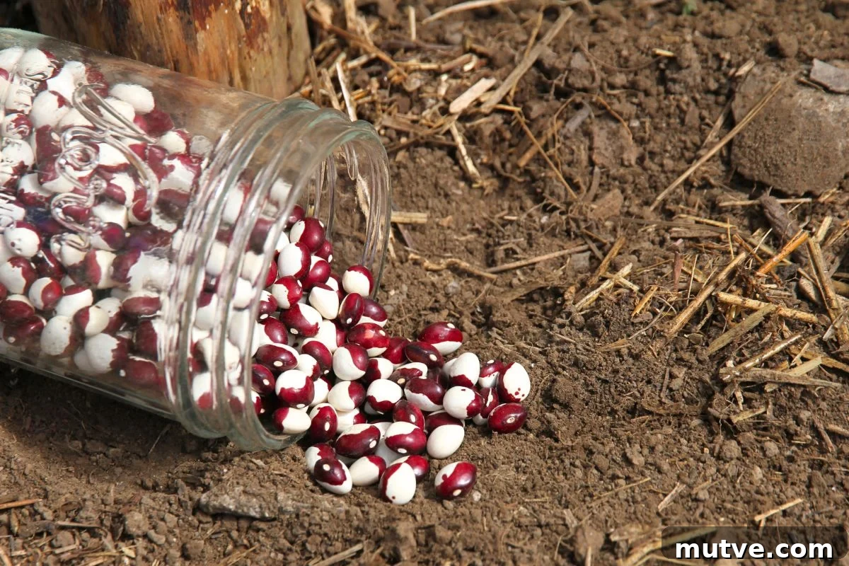 A jarful of dried shelling beans spilled out on the garden soil. 