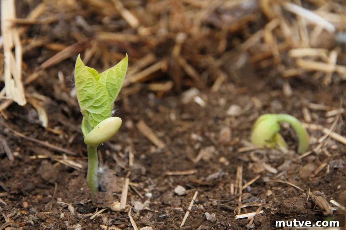 Bean seedlings bursting through moist earth at the base of a pole trellis. 
