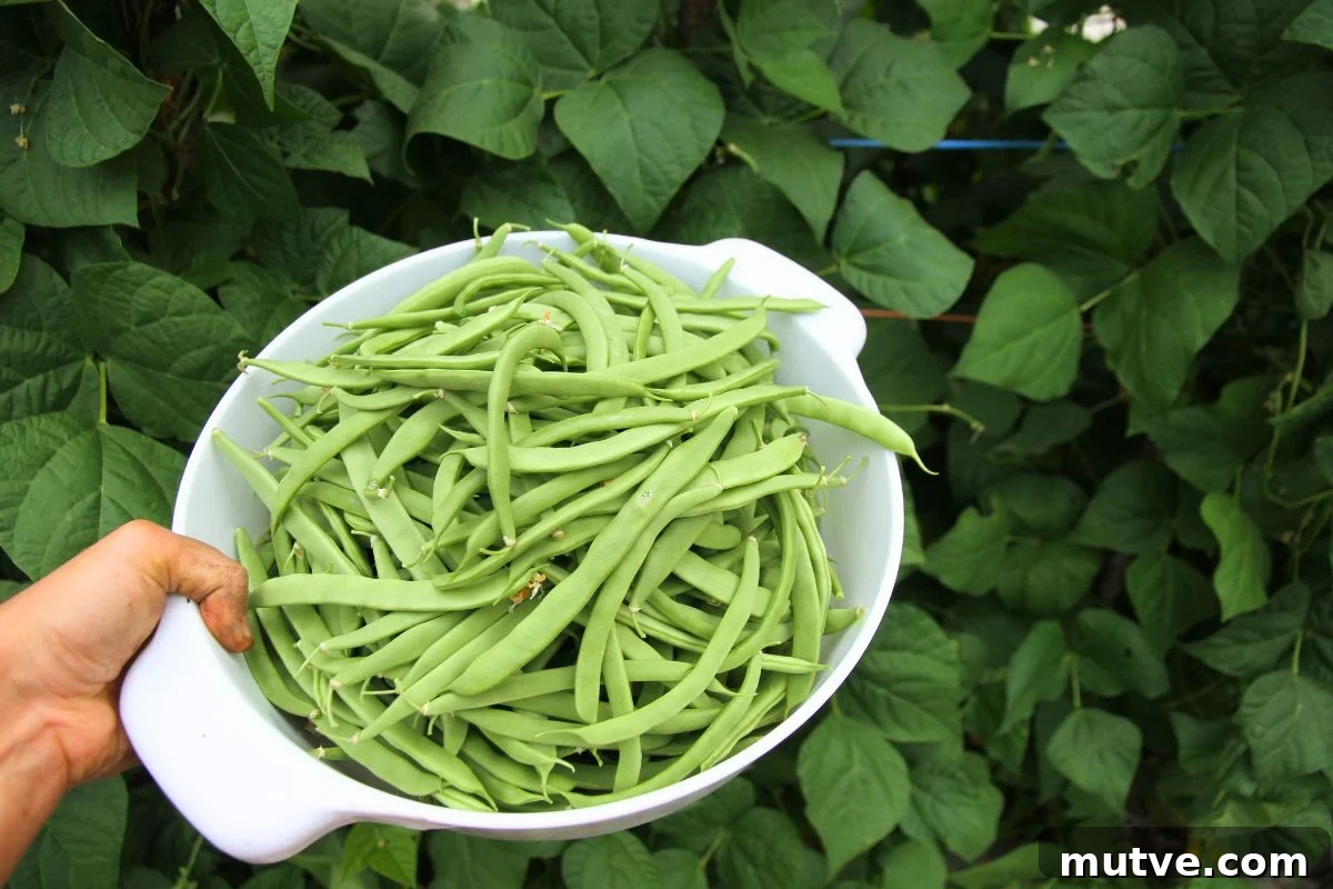 A white colander filled with newly harvested green pole beans for fresh eating.