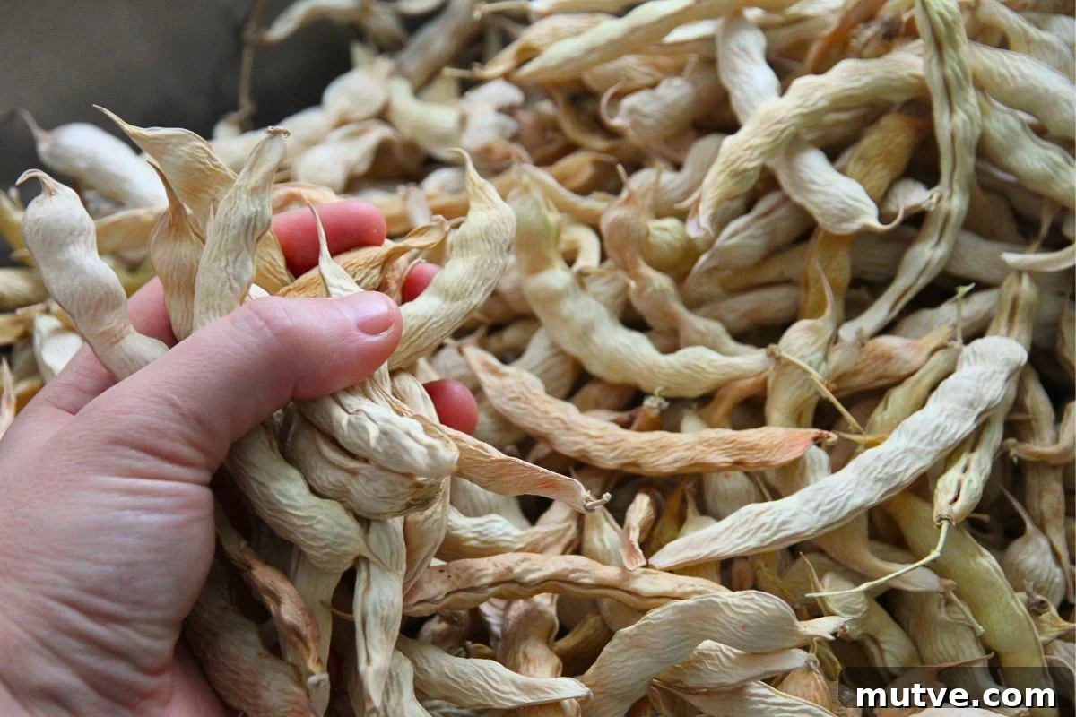 A bowl full of yellowish, dried bean pods with bumpy exteriors on account of large seeds inside. 