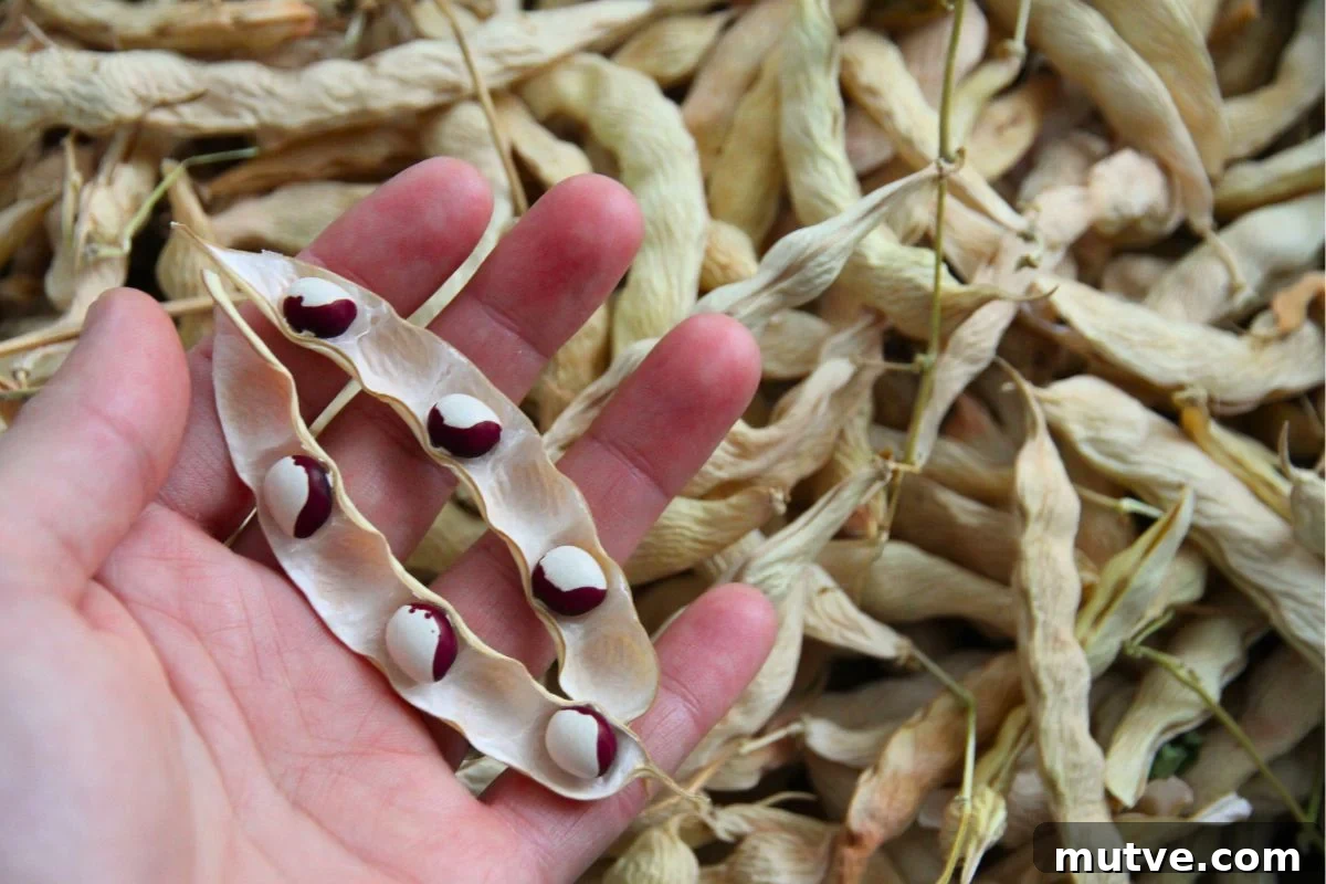 Dry shelling bean split open, so you can see 6 red cranberry bean seeds inside. 