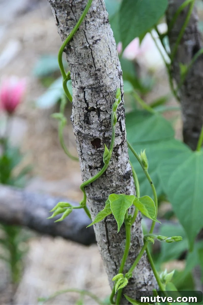 A pole bean wrapping itself around a wood pole trellis. 