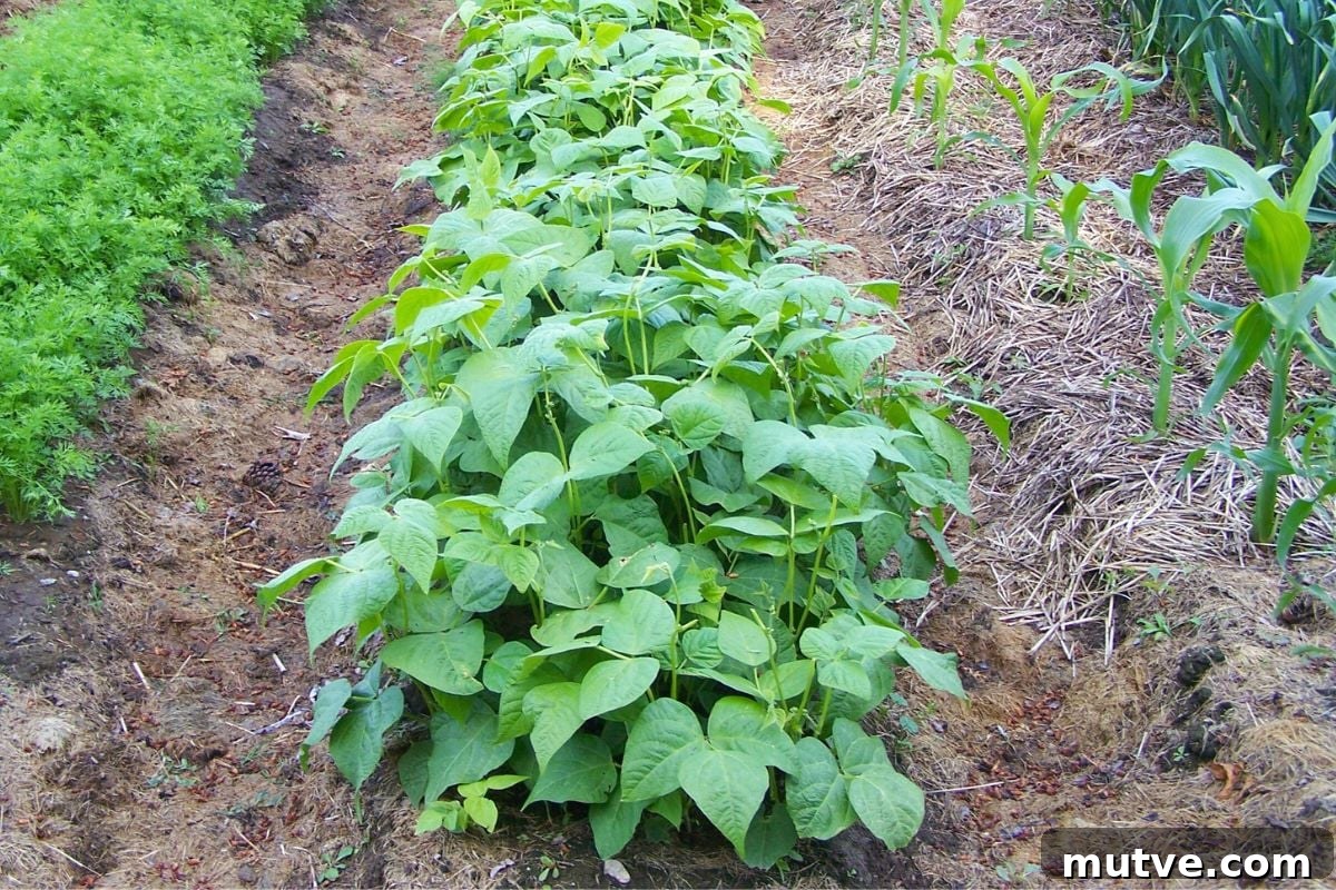 A wide row of bush beans growing straight across the garden.