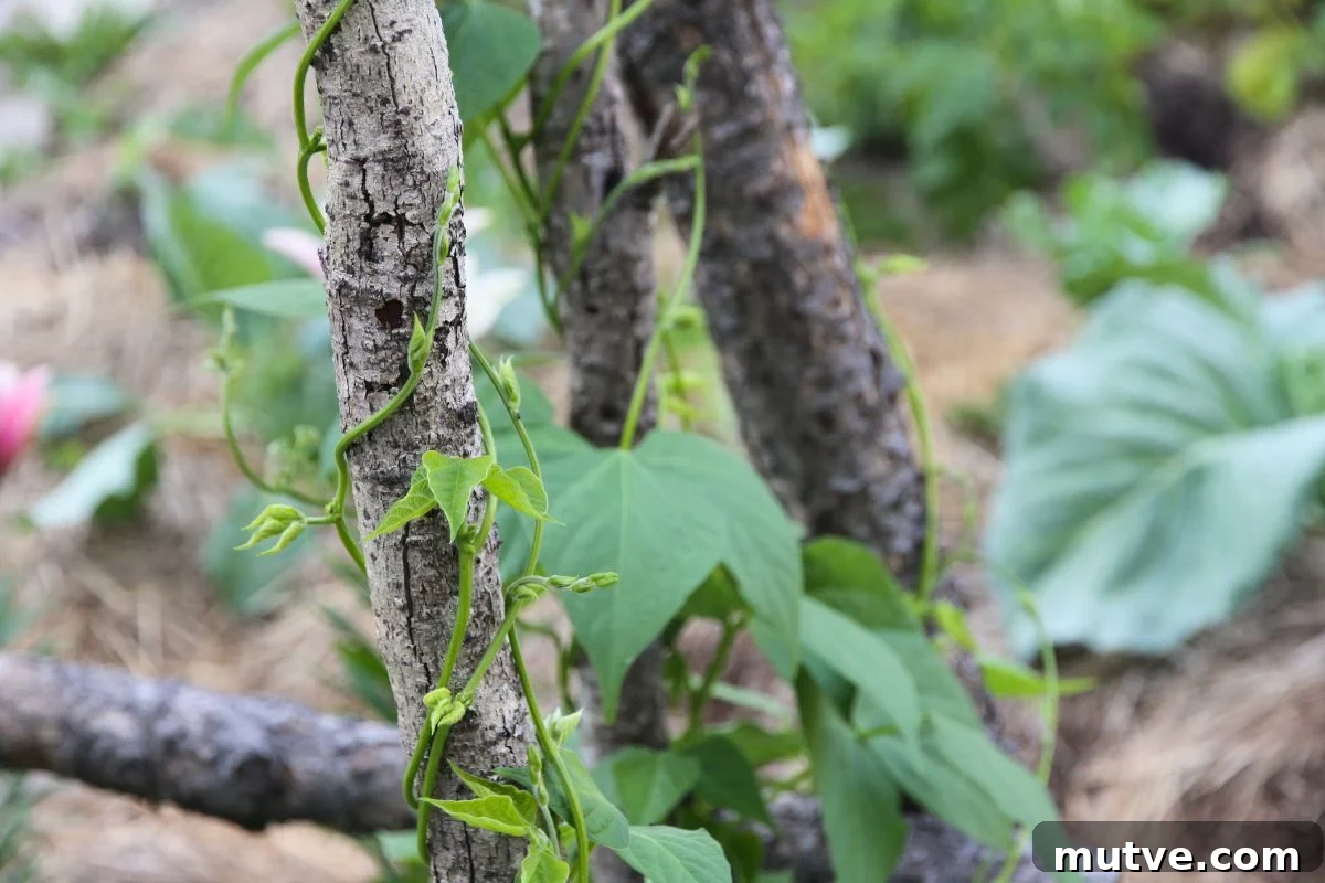 A pole bean climbing round and round a wooden log.
