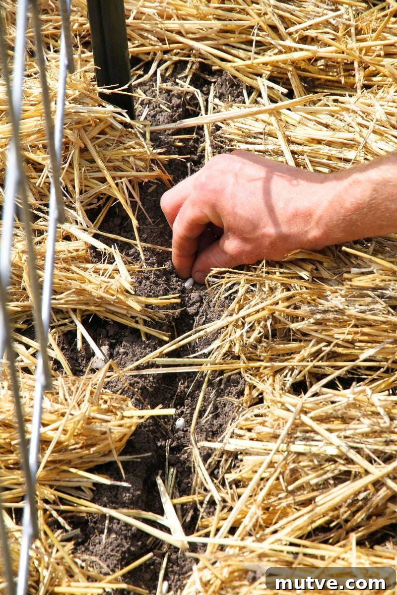 Planting bean seed in a mulched garden bed, about an inch away from a cattle panel arch. 