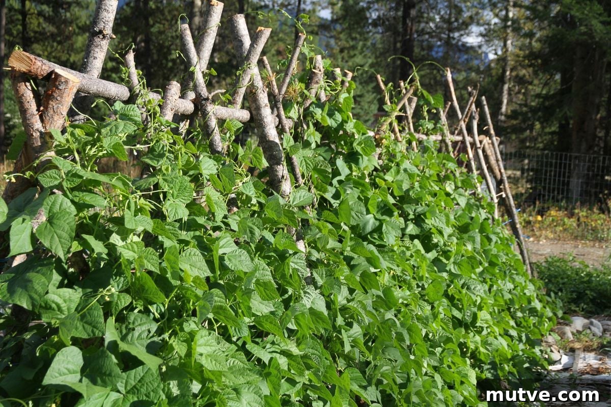 An A-frame trellis with 4 inch in diameter poles leaning up against it, with beans climbing every pole. 