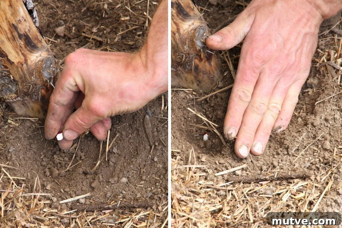 Two images dropping bean seed into a 1 inch hole by a pole trellis and covering it with earth. 