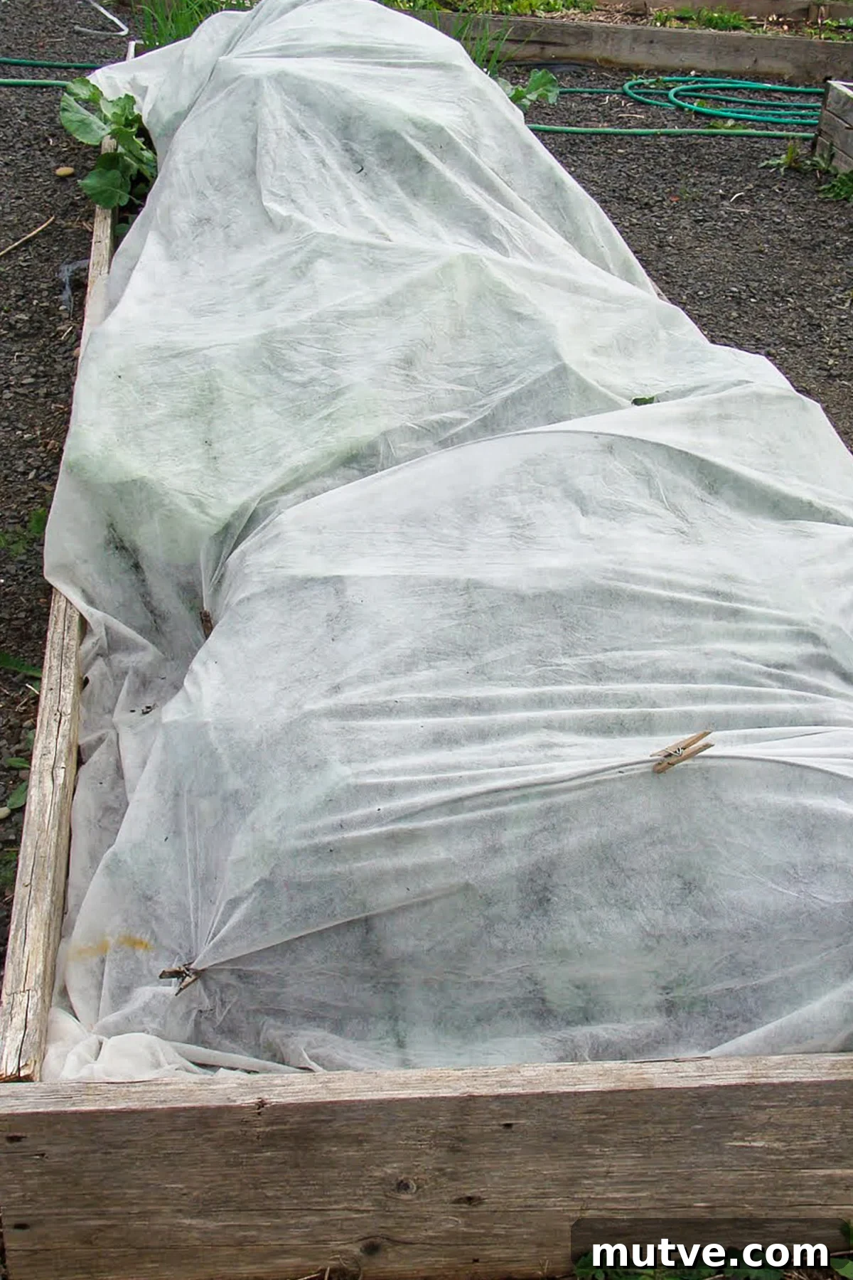 Row Covers Protect Broccoli, Cabbage and Cauliflower from Pests 3 Bed of brassicas with row cover in May