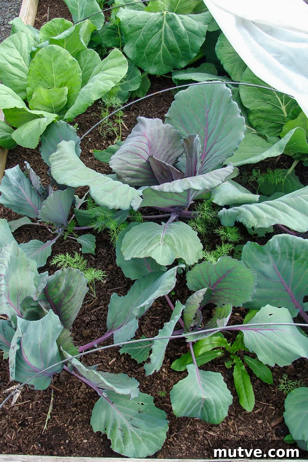 Row Covers Protect Broccoli, Cabbage and Cauliflower from Pests 4 row cover removed from brassicas in May