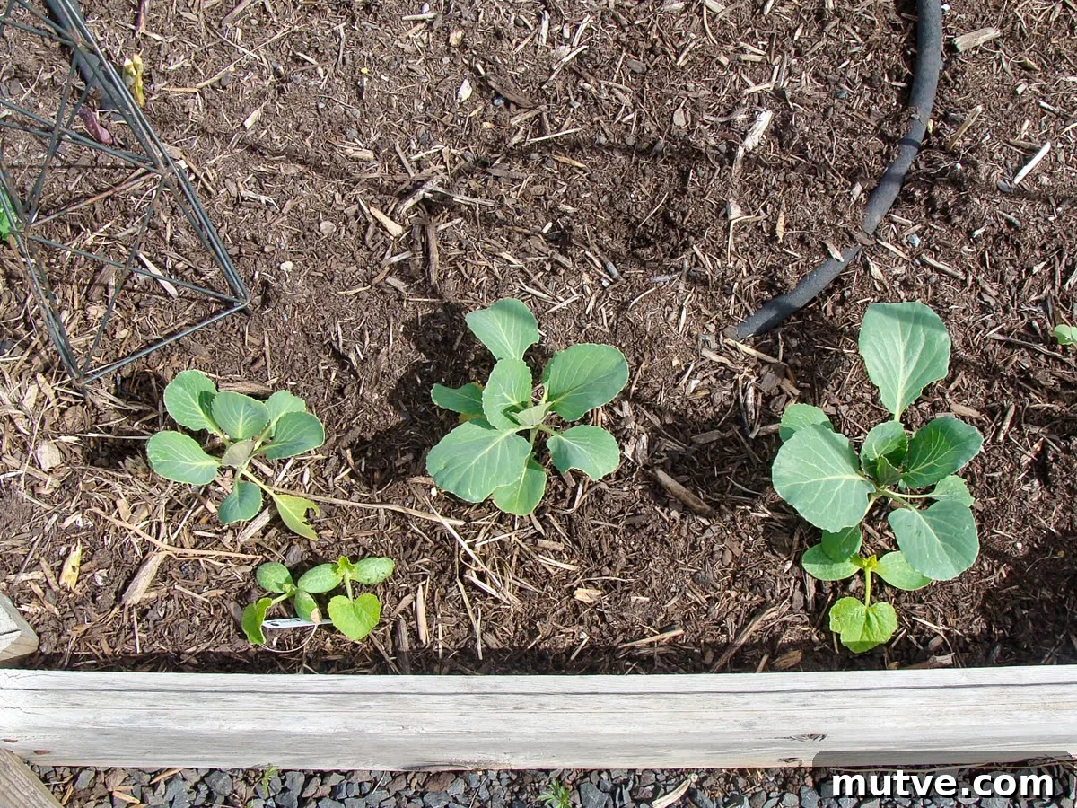 Row Covers Protect Broccoli, Cabbage and Cauliflower from Pests 5 cabbages not under row cover with less growth
