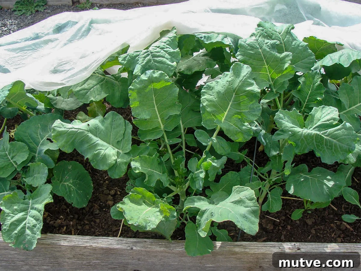 Row Covers Protect Broccoli, Cabbage and Cauliflower from Pests 6 healthy broccoli grown under row cover