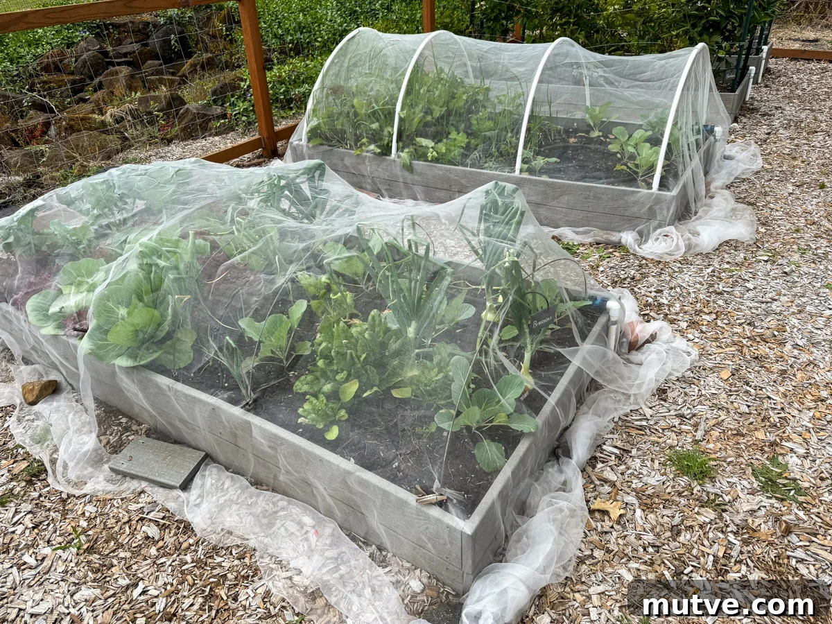 Row Covers Protect Broccoli, Cabbage and Cauliflower from Pests 7 garden beds with insect netting row covers