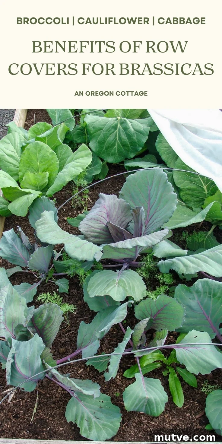 Row Covers Protect Broccoli, Cabbage and Cauliflower from Pests 8 row covers for brassicas Pinterest image