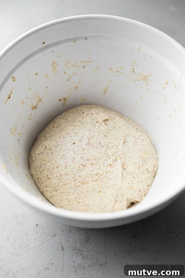 Sourdough Dough After Stretch and Fold