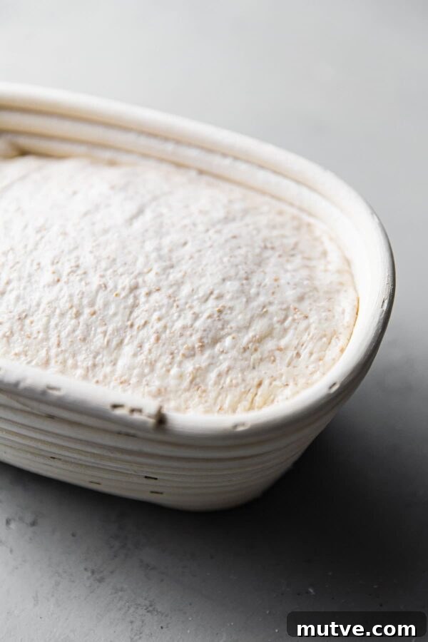 Dough in banneton Sourdough Dough in Oval Banneton Basket