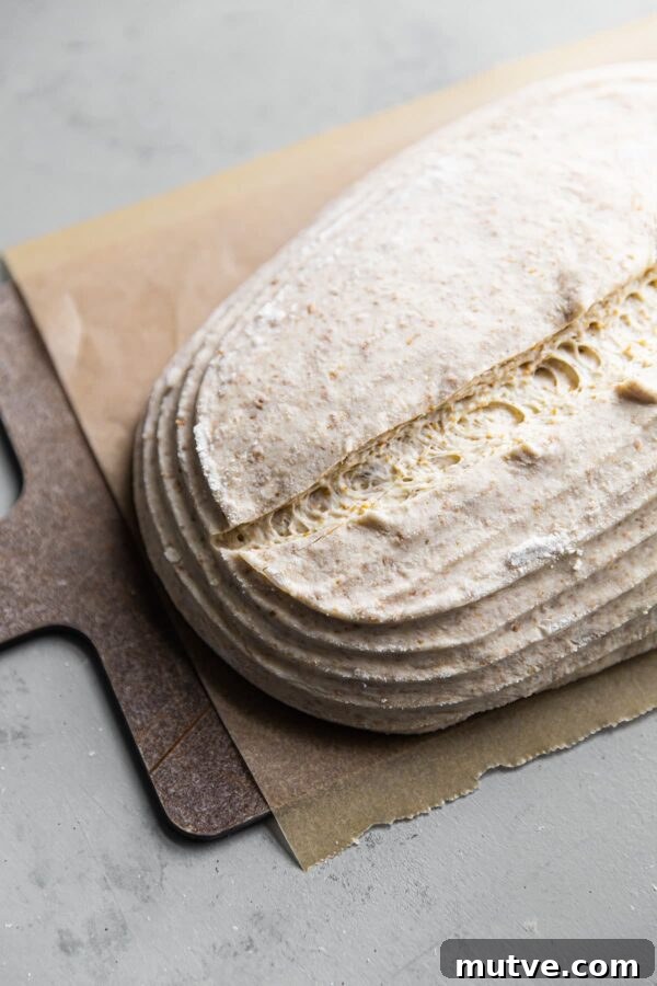 Artisan Sourdough Bread Recipe for Crispy Crust 10 Scored Sourdough Loaf Before Baking on Parchment Paper