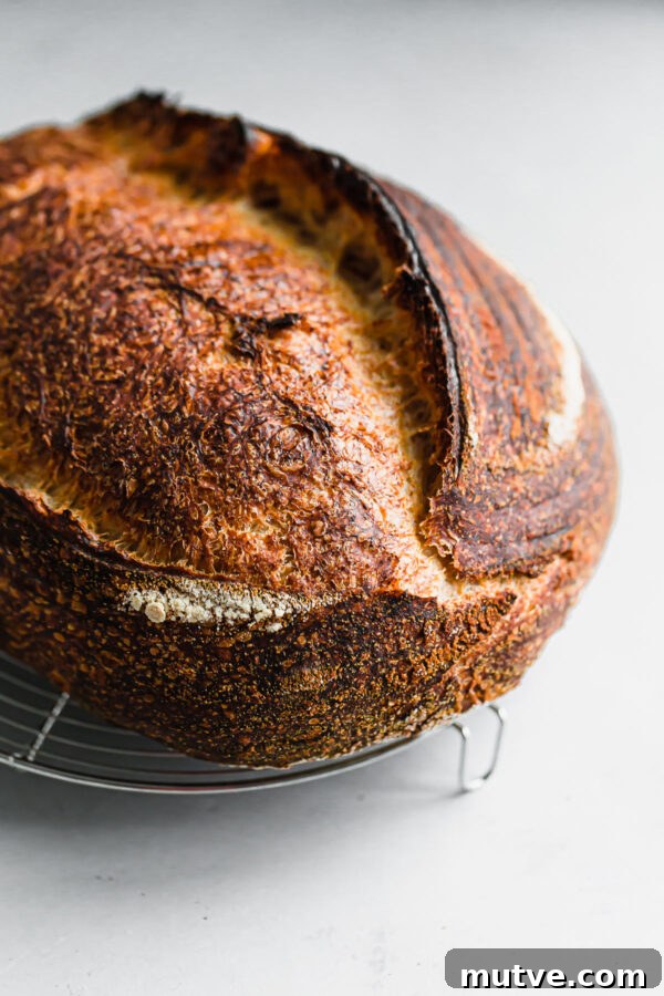Artisan Sourdough Bread Recipe - my favorite sourdough bread recipe. This naturally leavened bread is made with high protein bread flour and stone ground whole wheat flour. High in hydration, this recipe yields an airy, tender, and open crumb bread. #sourdoughbread #recipe #breadrecipe #artisanbread #abeautifulplate Artisan Sourdough Loaf