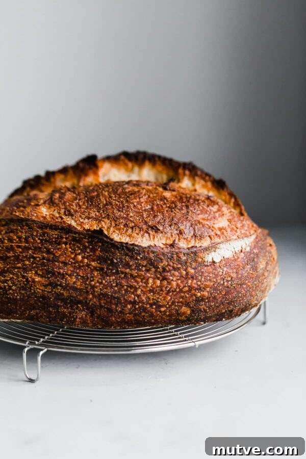 Artisan Sourdough Bread Recipe - my favorite sourdough bread recipe. This naturally leavened bread is made with high protein bread flour and stone ground whole wheat flour. High in hydration, this recipe yields an airy, tender, and open crumb bread. #sourdoughbread #recipe #breadrecipe #artisanbread #abeautifulplate Homemade Sourdough Batard on Rack