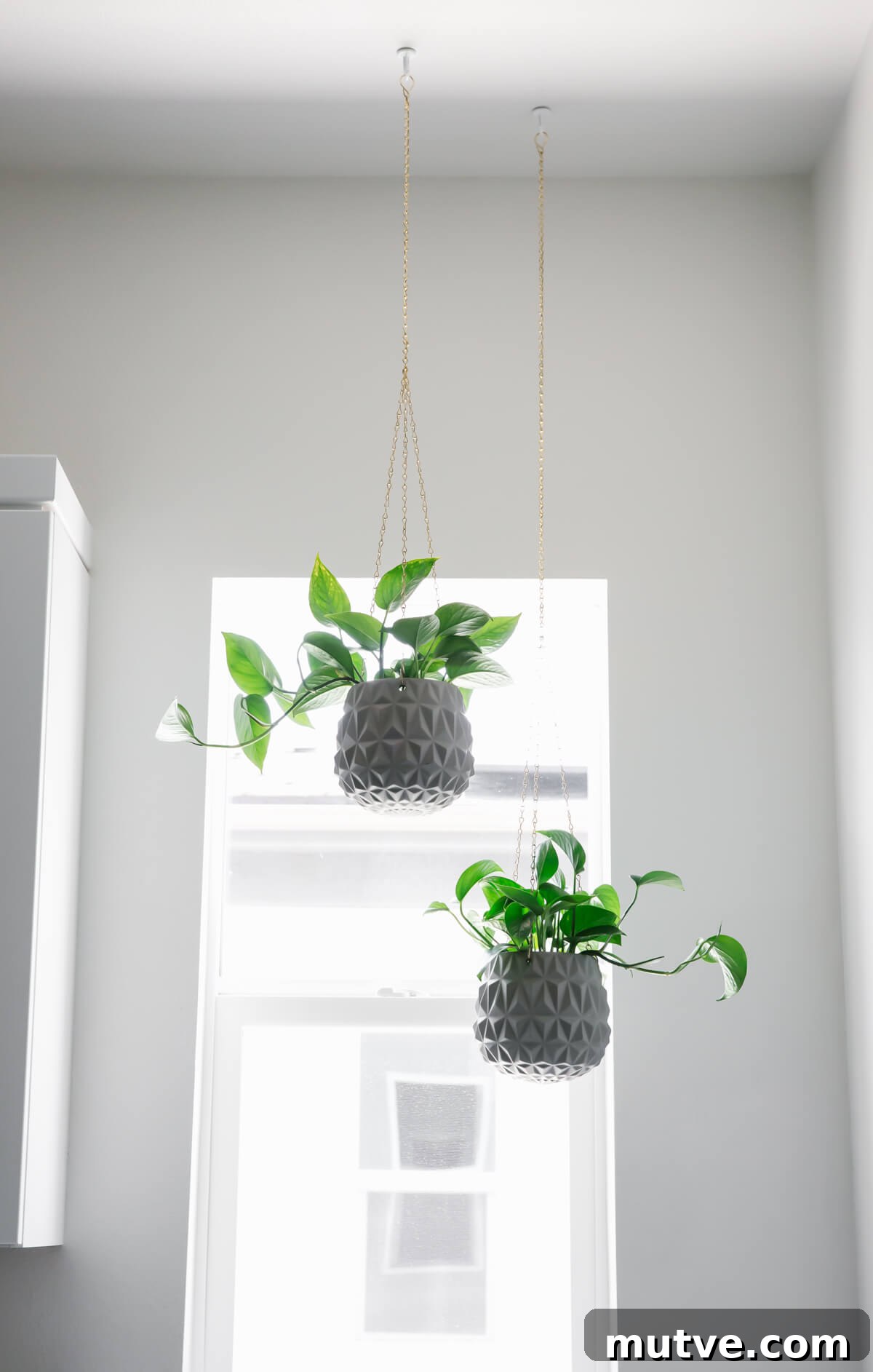 Hanging plants in laundry room.