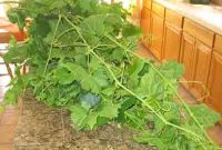 How to Prepare Grape Leaves for Dolmades