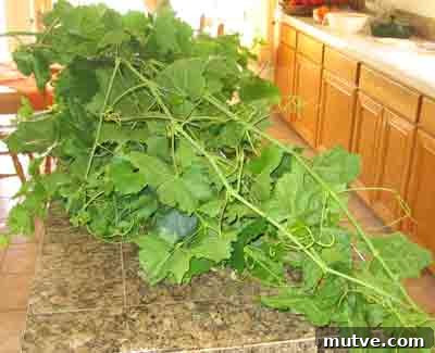 How to Prepare Grape Leaves for Dolmades 2 abelofylla yia ntolmades klymatariagrape leaves for dolmades pile of vines