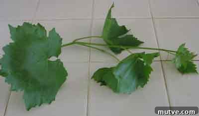 How to Prepare Grape Leaves for Dolmades 3 abelofylla yia ntolmades klymataria grape vine
