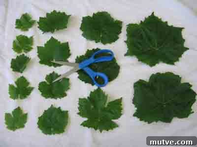 How to Prepare Grape Leaves for Dolmades 4 abelofylla yia ntolmades grape leaves for dolmades arranged by size