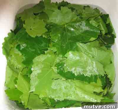 How to Prepare Grape Leaves for Dolmades 5 abelofylla yia ntolmades rinse the grape leaves for dolmades