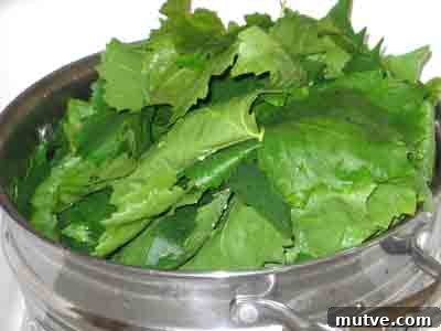 How to Prepare Grape Leaves for Dolmades 6 abelofylla yia ntolmades grape leaves for dolmades draining