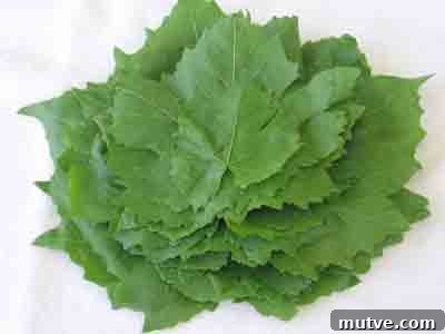 How to Prepare Grape Leaves for Dolmades 7 abelofylla yia ntolmades grape leaves for dolmades stacked