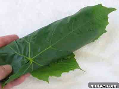 How to Prepare Grape Leaves for Dolmades 8 abelofylla yia ntolmades grape leaves for dolmades rolled up