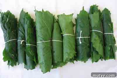 How to Prepare Grape Leaves for Dolmades 10 abelofylla yia ntolmades grape leaves for dolmades bundled up in rolls